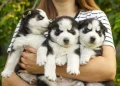 Finding Good Dog Breeders