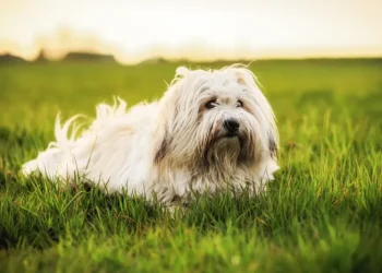 Small Dogs Who Are the Healthiest