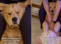 Video of Golden Retriever Getting Spoiled by Owner Melts Hearts