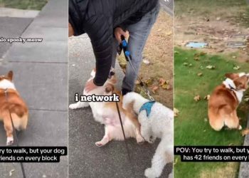 Corgi’s Walk Is Incomplete Without ‘Networking’ With Friends