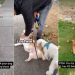 Corgi’s Walk Is Incomplete Without ‘Networking’ With Friends