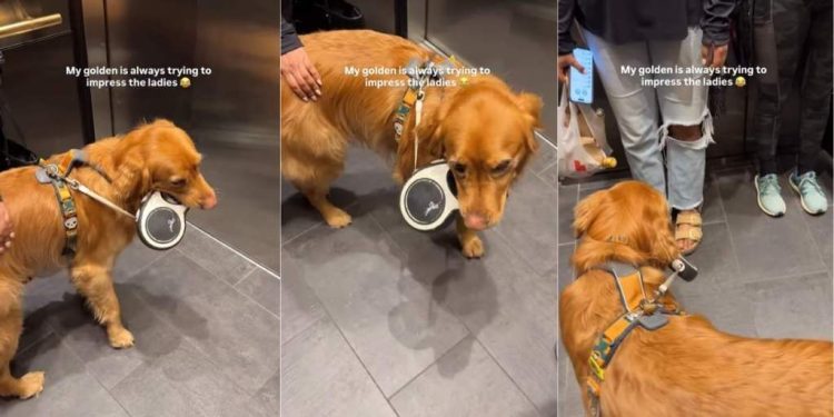Golden Retriever Tries To ‘Impress the Ladies’ by Doing This