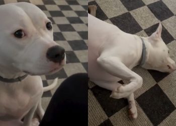 Video: Dog Gets ‘Mad’ at Owner for This Hilarious Reason