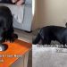 Video: Dog Dad Turns Labrador Into Secret Work From Home Hack
