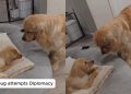 Video: Golden Retriever Puppy Startles Furry Big Brother at Treat Time