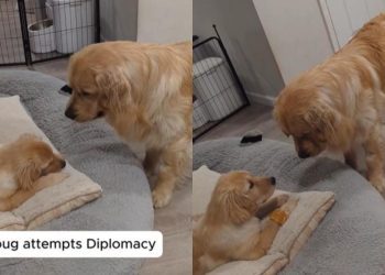 Video: Golden Retriever Puppy Startles Furry Big Brother at Treat Time