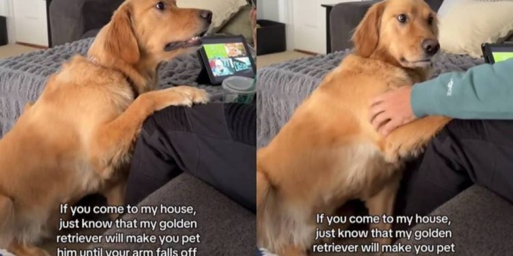 Video: Golden Retriever Makes People Pet Him Forever