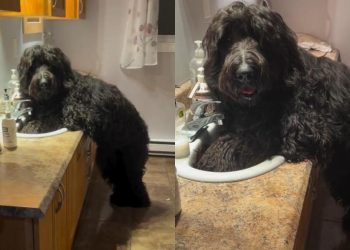 Dog Unapologetically Takes Over Mom’s Sink in Funny Video