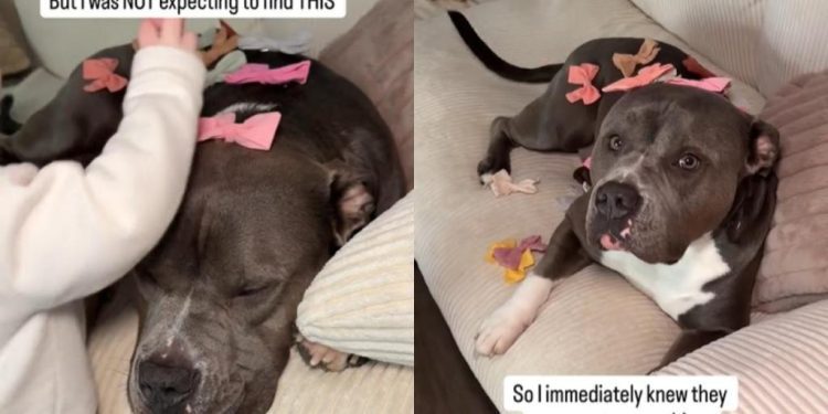 Dog Transforms Into a ‘Bonita’ Thanks to Baby in Cute Video