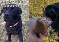 Video: Dog Chases His Peanut Butter Dream & It’s Exactly What You Think