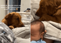 Golden Retriever Moves Closer to Cuddle Little Baby in Adorable Video