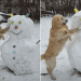 Golden Retriever Wants His Balls Back So He Does This in the Snow