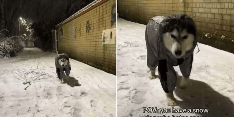 Video Shows ‘Snow Dog’ Not Entirely Pleased With the Snowfall