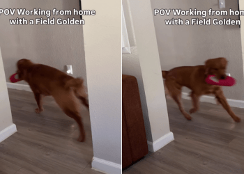Video Shows What It’s Like to Work With a Field Golden Retriever Around