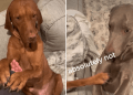Hilarious Video Shows Dogs Exhibiting Peak Sibling Behavior