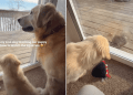 Video: Golden Retriever Teaches Puppy the Best Way to Watch Squirrels