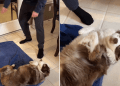 Video Shows Dog Fully Cooperating While Getting Paws Dried