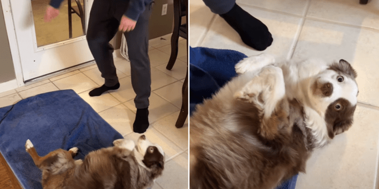 Video Shows Dog Fully Cooperating While Getting Paws Dried