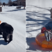 Video Shows Big Dog Helping Tiny Human Experience Sledding