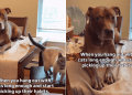 Video: Dog Starts Acting Like a Cat After Living Together