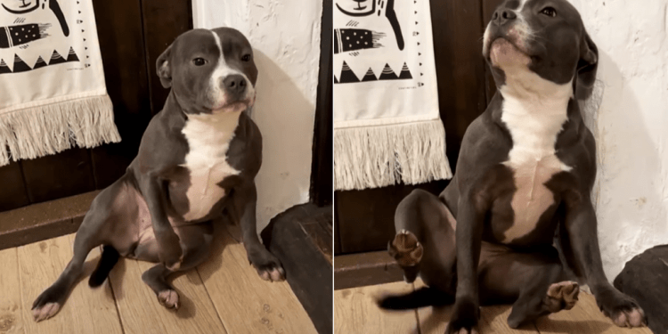 Video: Dog Has a Tough Time Choosing Between Bath or No Bath