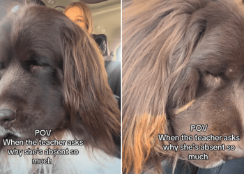 Video: Big Dog Pulls a Long Face When Tiny Human Has To Go to School