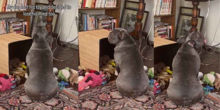 Video: Frenchie ‘Loses His Mind’ After His Toy Disappears