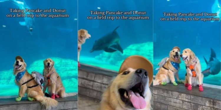 Video: Dogs’ Field Trip to Aquarium Is All About Exploration