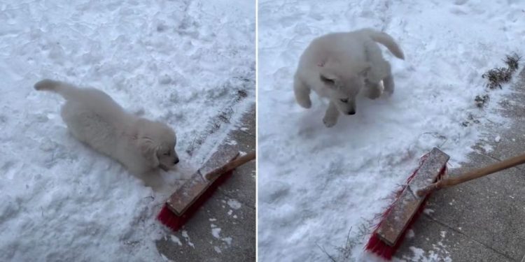 Golden Retriever Puppy ‘Protects the Snow’ From Owner in Adorable Video