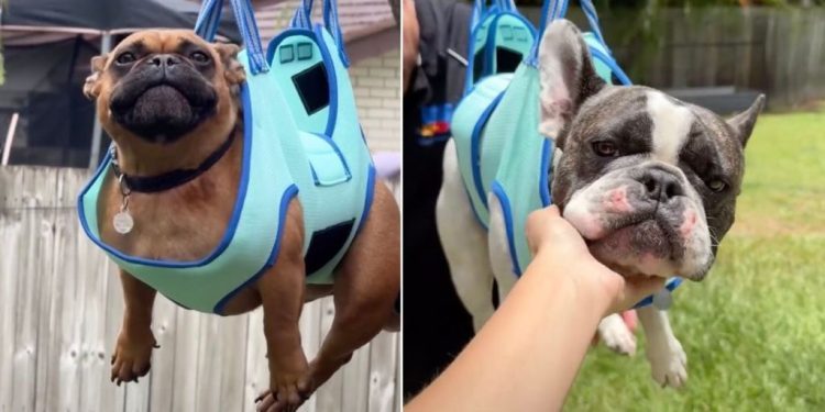 Video: Dog’s Nail-Cutting Session Is Unlike Any Other