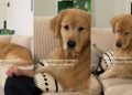 Video: Golden Retriever Is Clearly Upset After Owners Don’t Share Dinner
