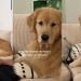 Video: Golden Retriever Is Clearly Upset After Owners Don’t Share Dinner
