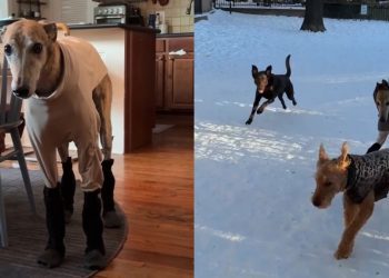 Video: Dog Feels ‘Betrayed’ About Snow Boots Mom Put on Him