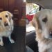Video: Golden Retriever’s ‘Highlight of the Day’ Will Make Your Day