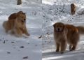 Video: Christmas Morning With 5 Golden Retrievers Is Pure Bliss