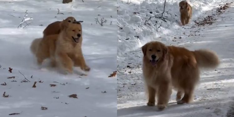 Video: Christmas Morning With 5 Golden Retrievers Is Pure Bliss