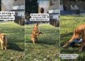 Video: Golden Retriever Contributes to Kid’s Playtime in the Swing Area