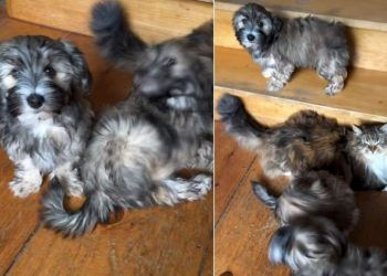 Puppies Love the Cat a Little Too Much in Adorable Video