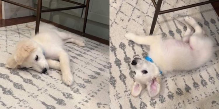 Cream Golden Retriever Puppy Fights Ice Bravely in Adorable Video