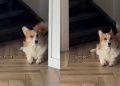 Video: Dog’s Reaction To Being Told Not To Bark Is Hilarious