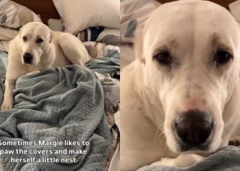 Dog Caught Making a Nest in Owner’s Bed & It’s Cute