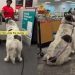 Video: Big Dog Has a Reason for Coming Back to CVS Pharmacy