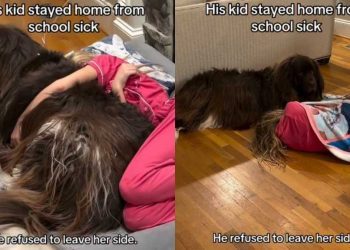 Video: Big Dog Comforts Kid Who’s Not Feeling Too Well