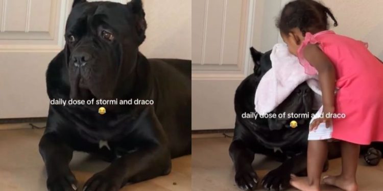 Video: Dog Shows Incredible Patience With Kid’s Shenanigans