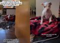 Family’s Search for Foster Pup Ends in Surprising Spot at Home