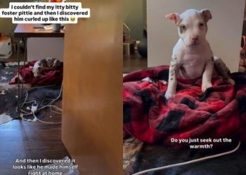 Family’s Search for Foster Pup Ends in Surprising Spot at Home