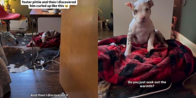 Family’s Search for Foster Pup Ends in Surprising Spot at Home