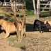 Viral Video Shows Golden Retriever’s Unexpected Bond With Farm Animal