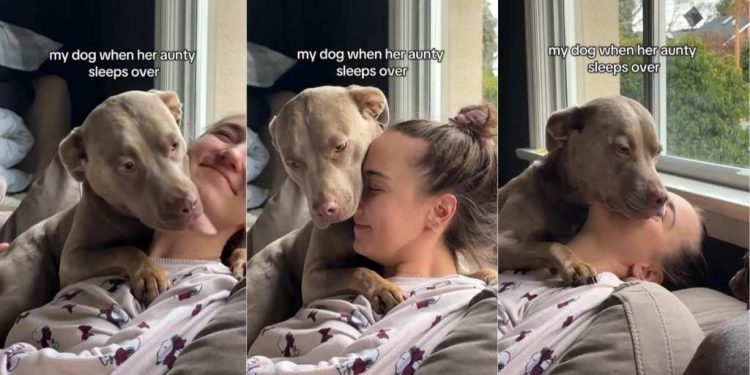 Video: Dog Expresses Love for Aunty With Adorable Kisses