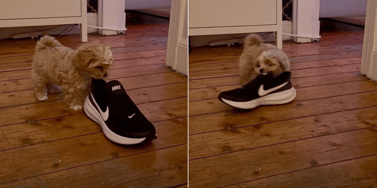 Video: Owner Catches Puppy Adorably Stealing Shoe